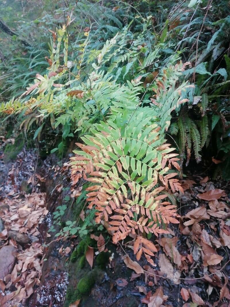 Długosz królewski 16