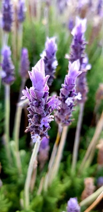 Lavanda dentata 8