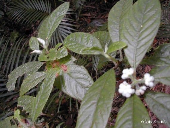 Psychotria 5