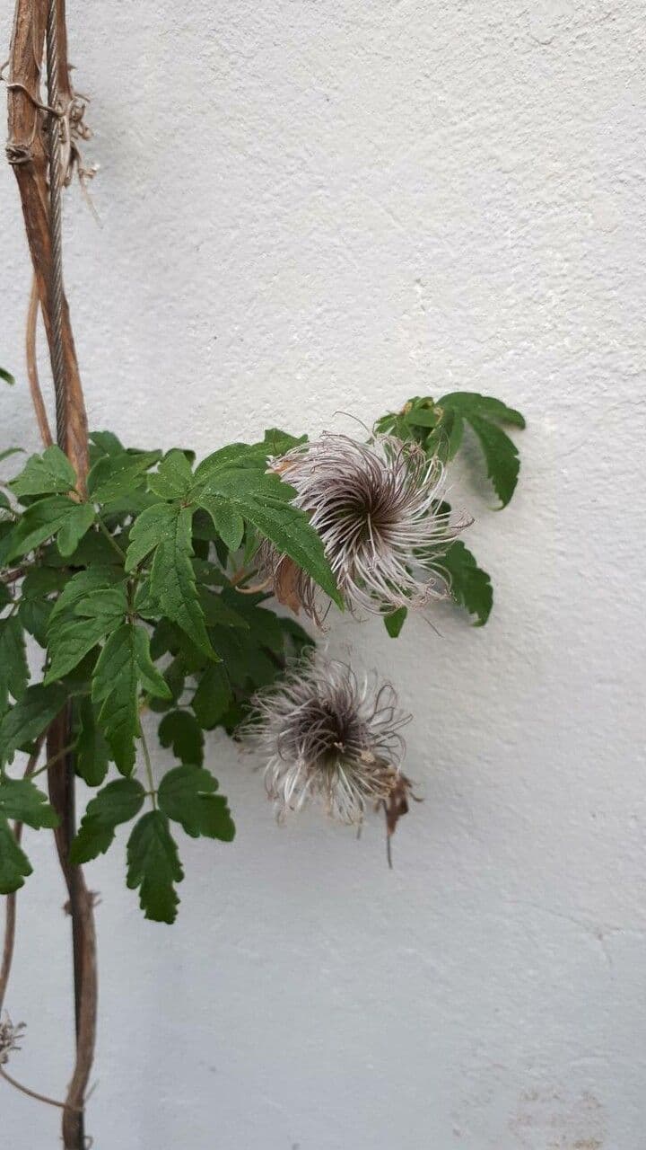 Clematis 6