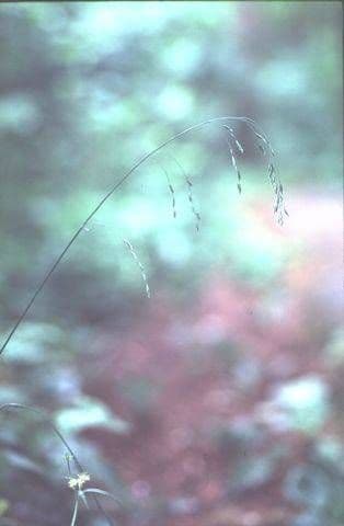 Rispengras