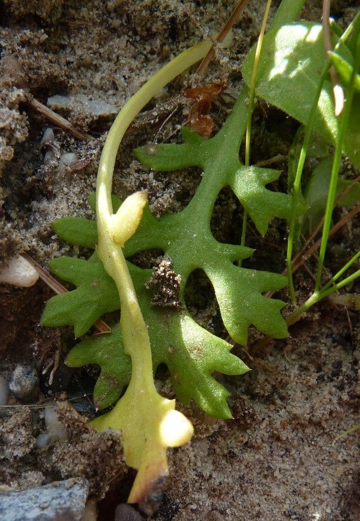 Mauranthemum 2
