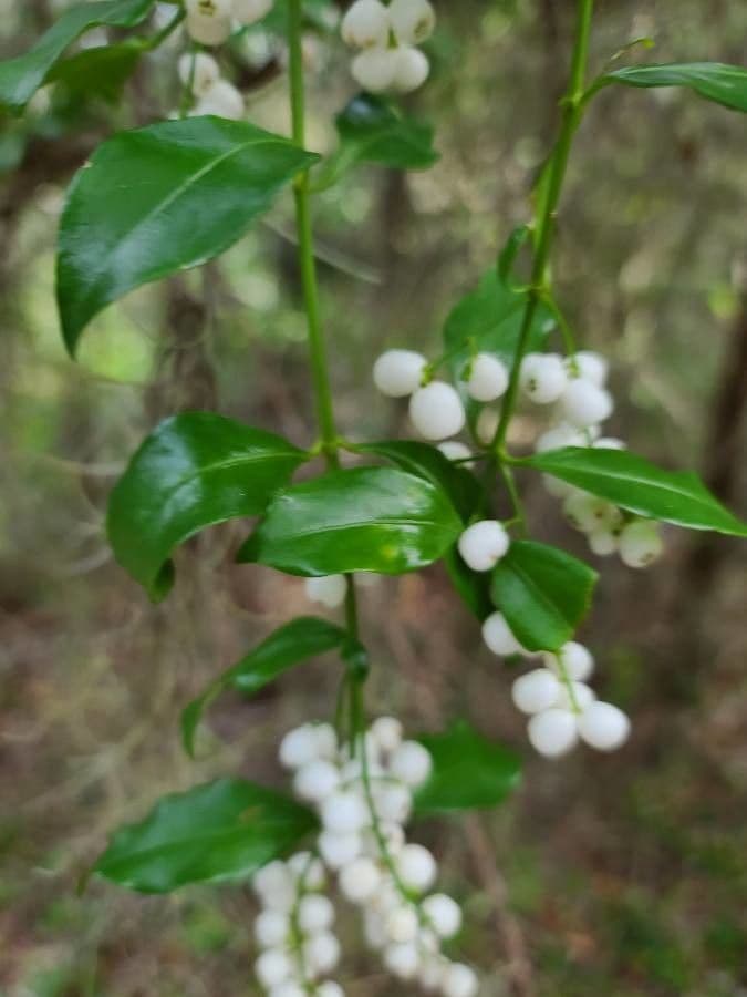 Chiococca alba 20