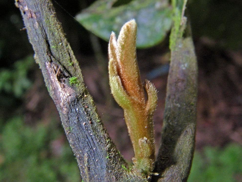 Rhodostemonodaphne 19