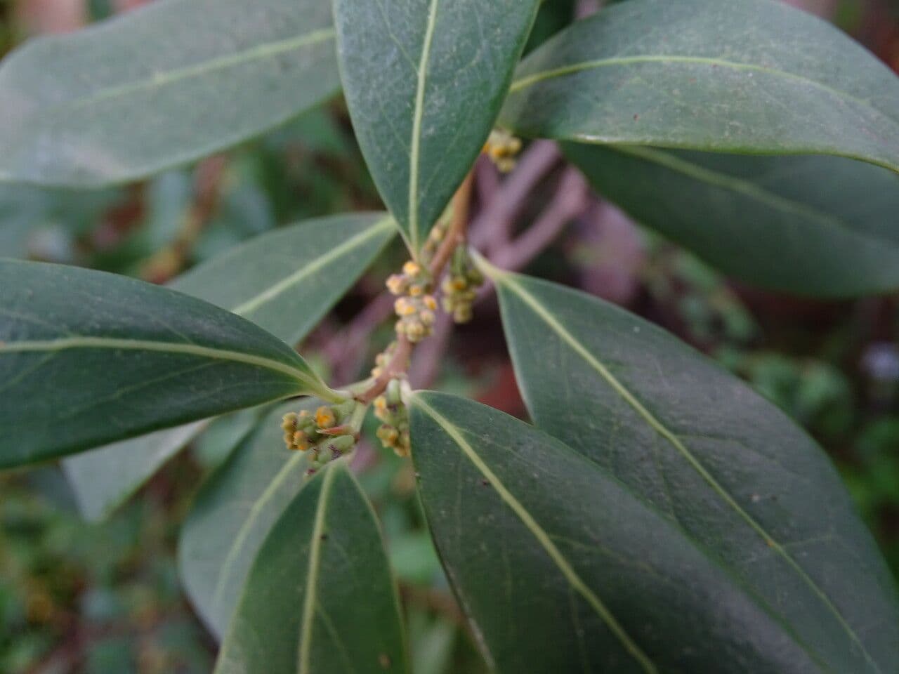 Azara 2