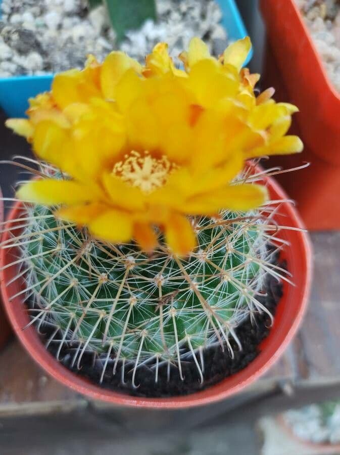 Parodia a semi piccoli 5