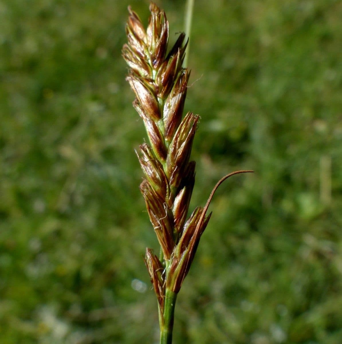 Lisca compressa 12