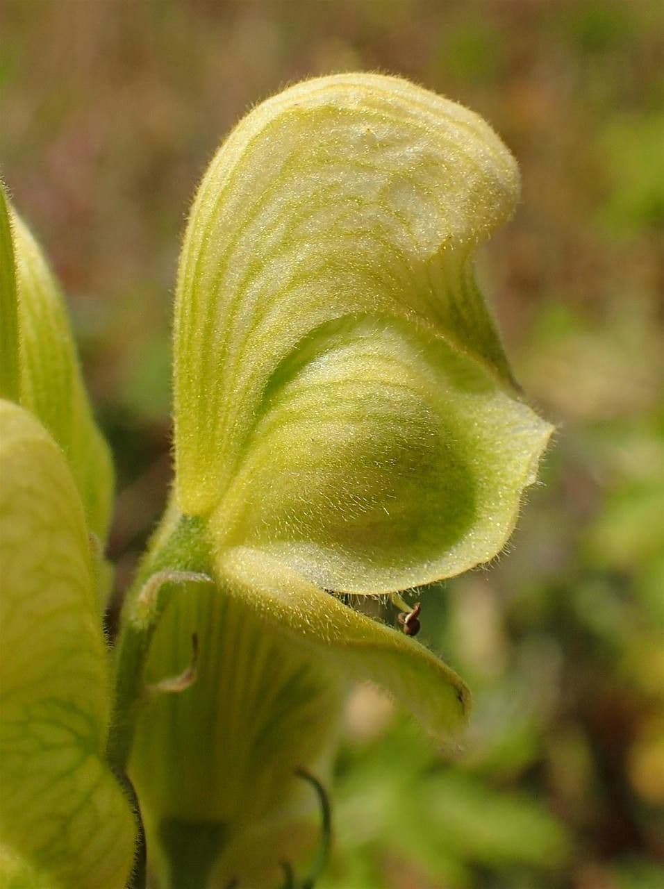 Aconito anthora 5
