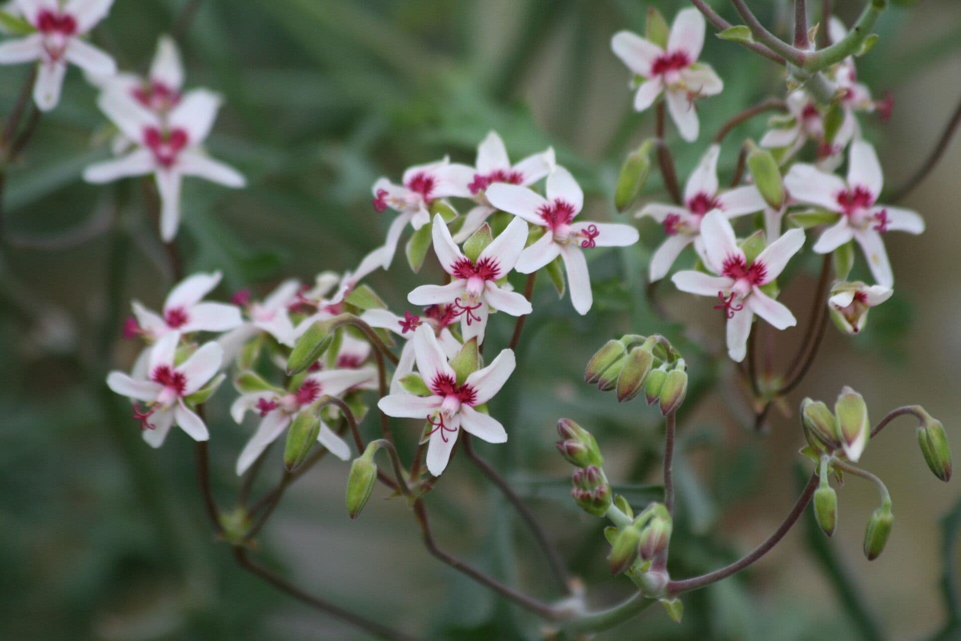 Pelargonia 3