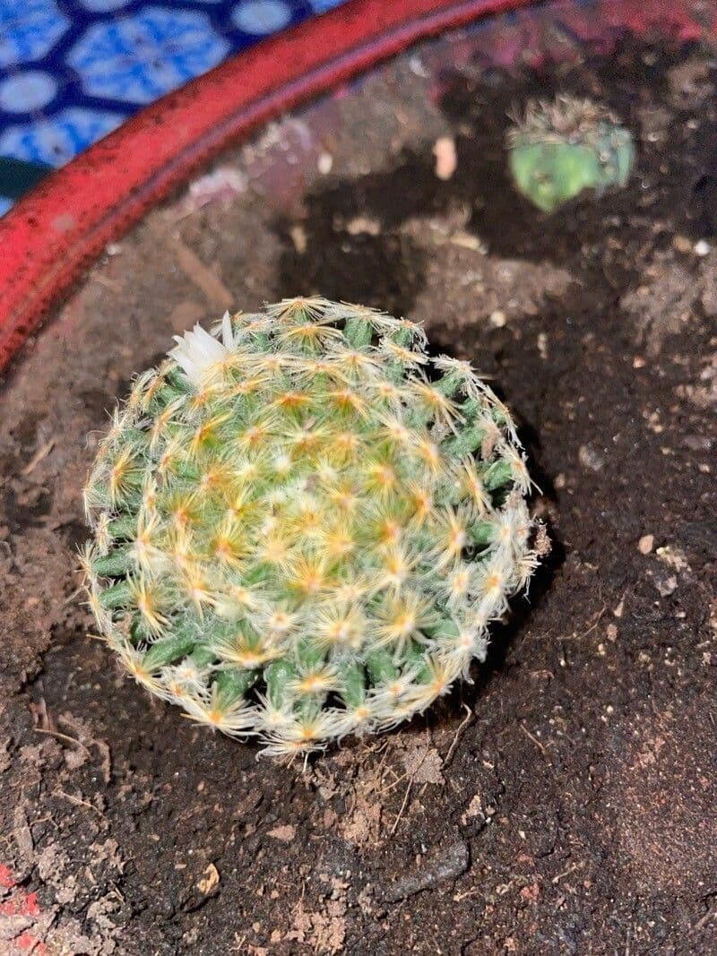 Mammillaria 6