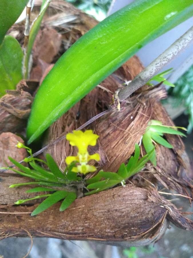 Erycina