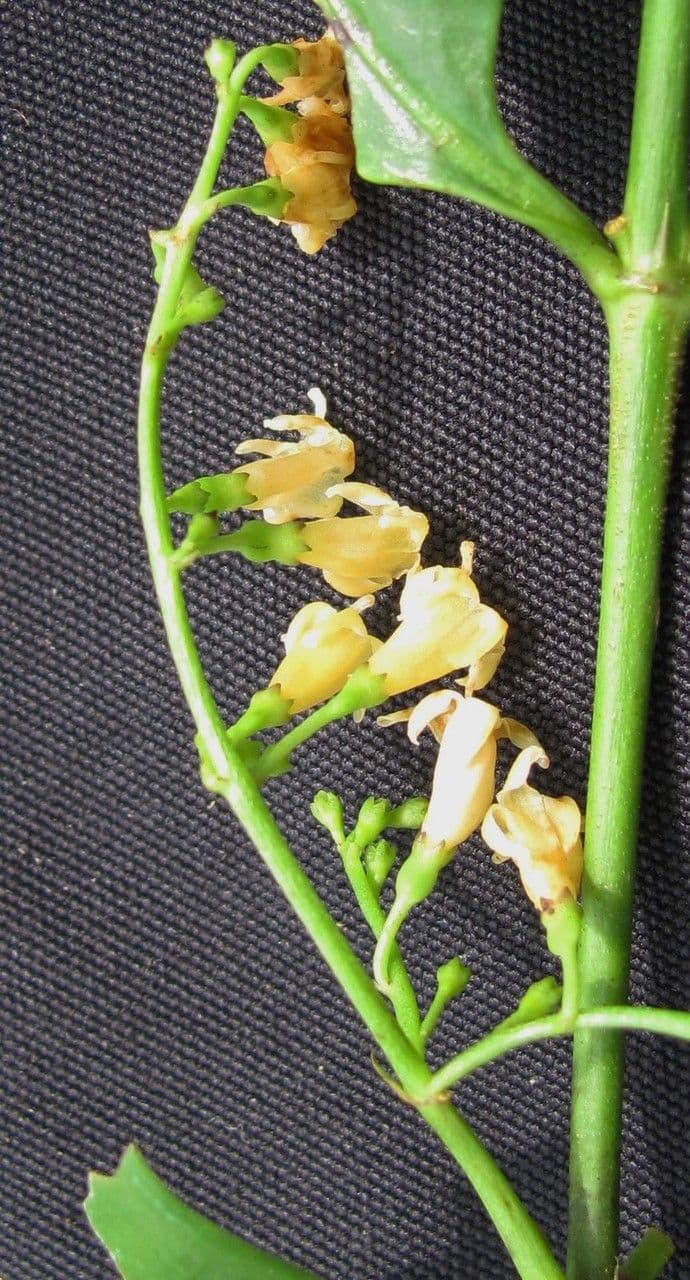 Chiococca alba 24