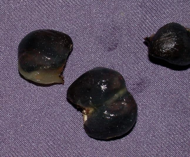 Heteropsis 10