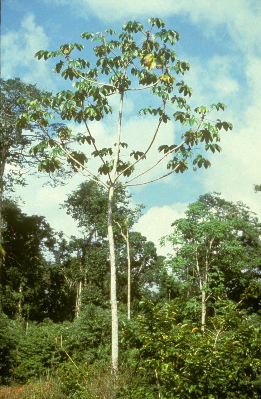 Albero serpente 3