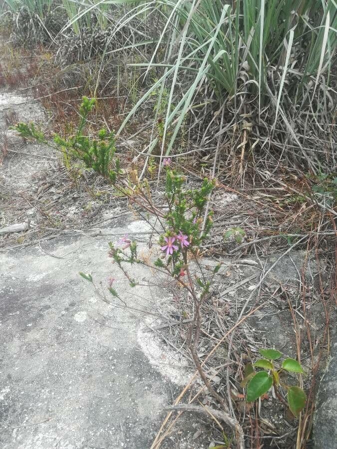 Cuphea pegajosa 8