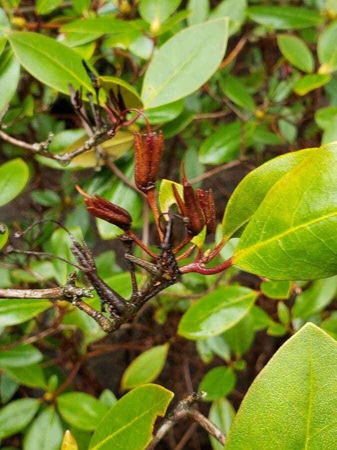 Rododendron karolínský
