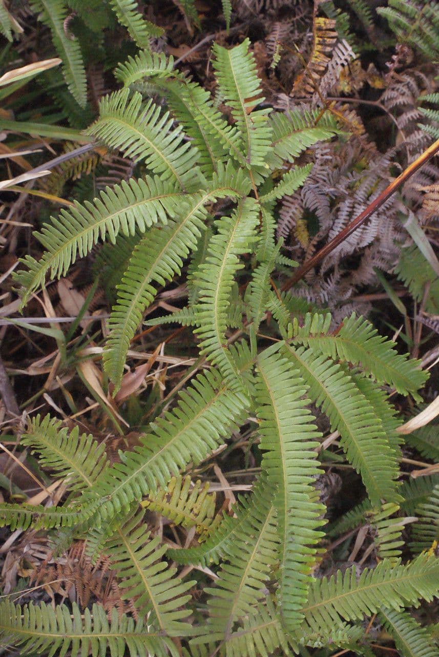Sticherus 4