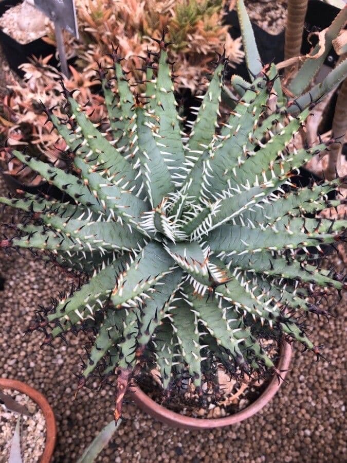 Aloe 3