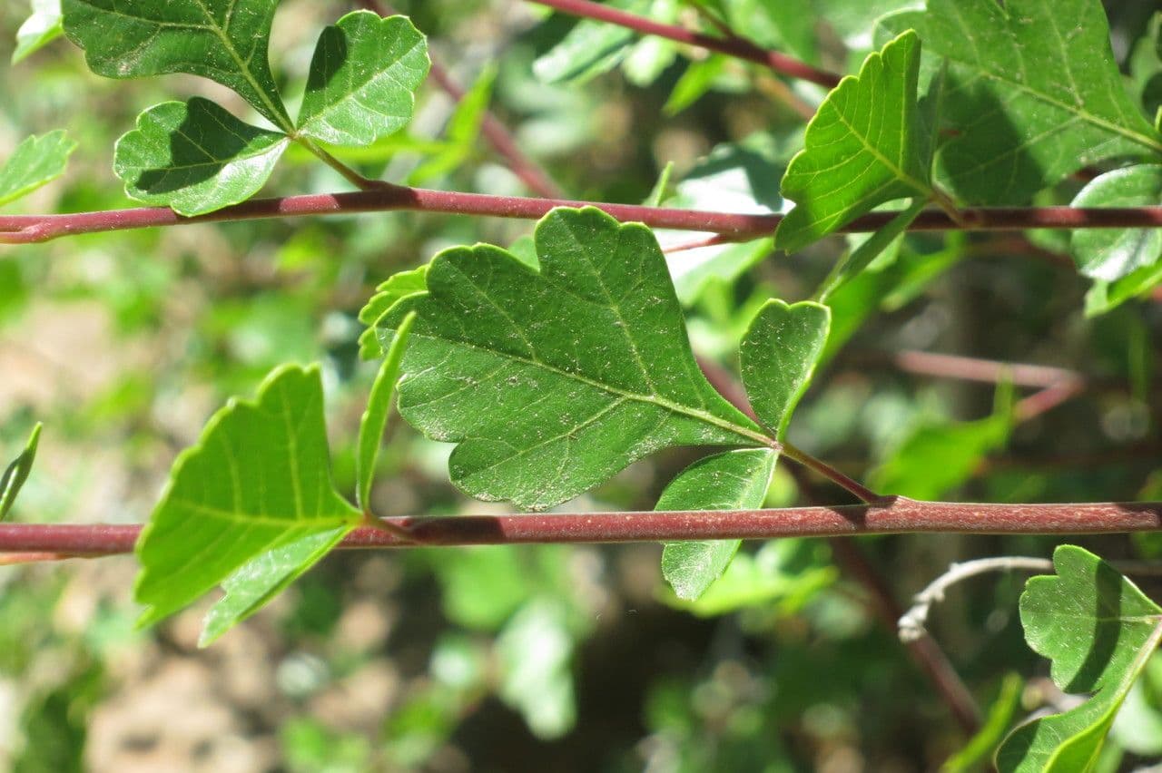 Sumac trilobé 9