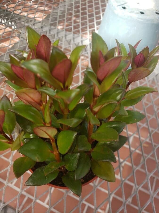 Nematanthus 8