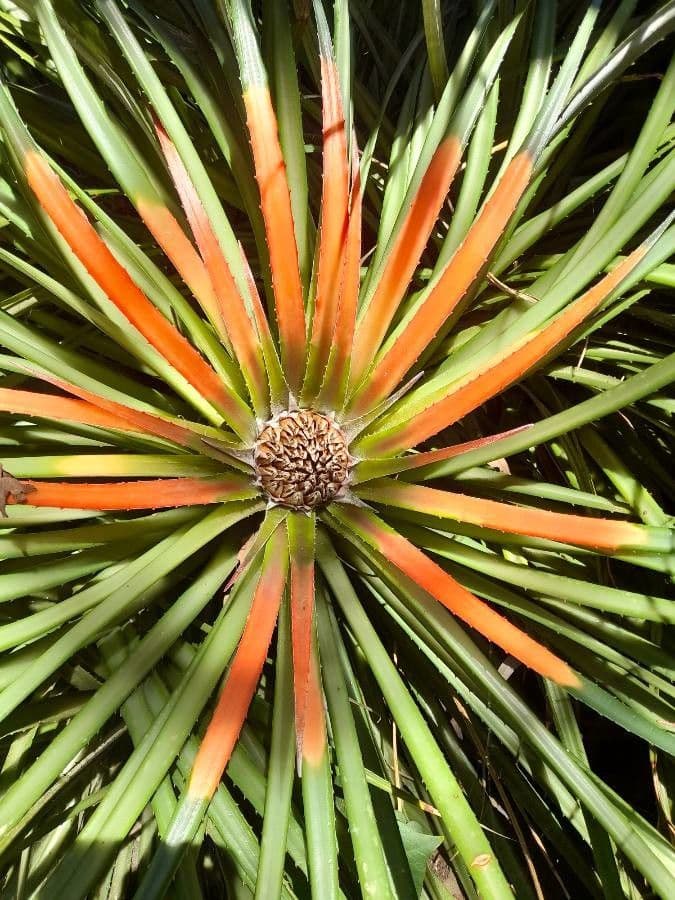 Fascicularia 6