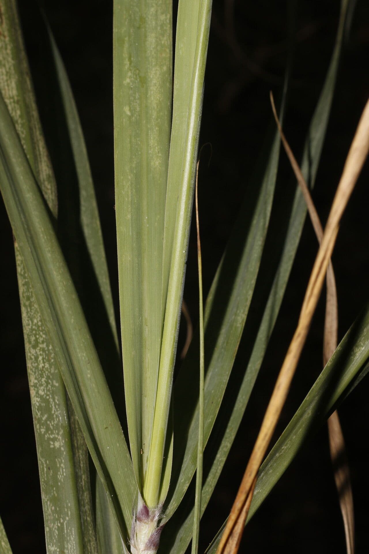 Uniola 3