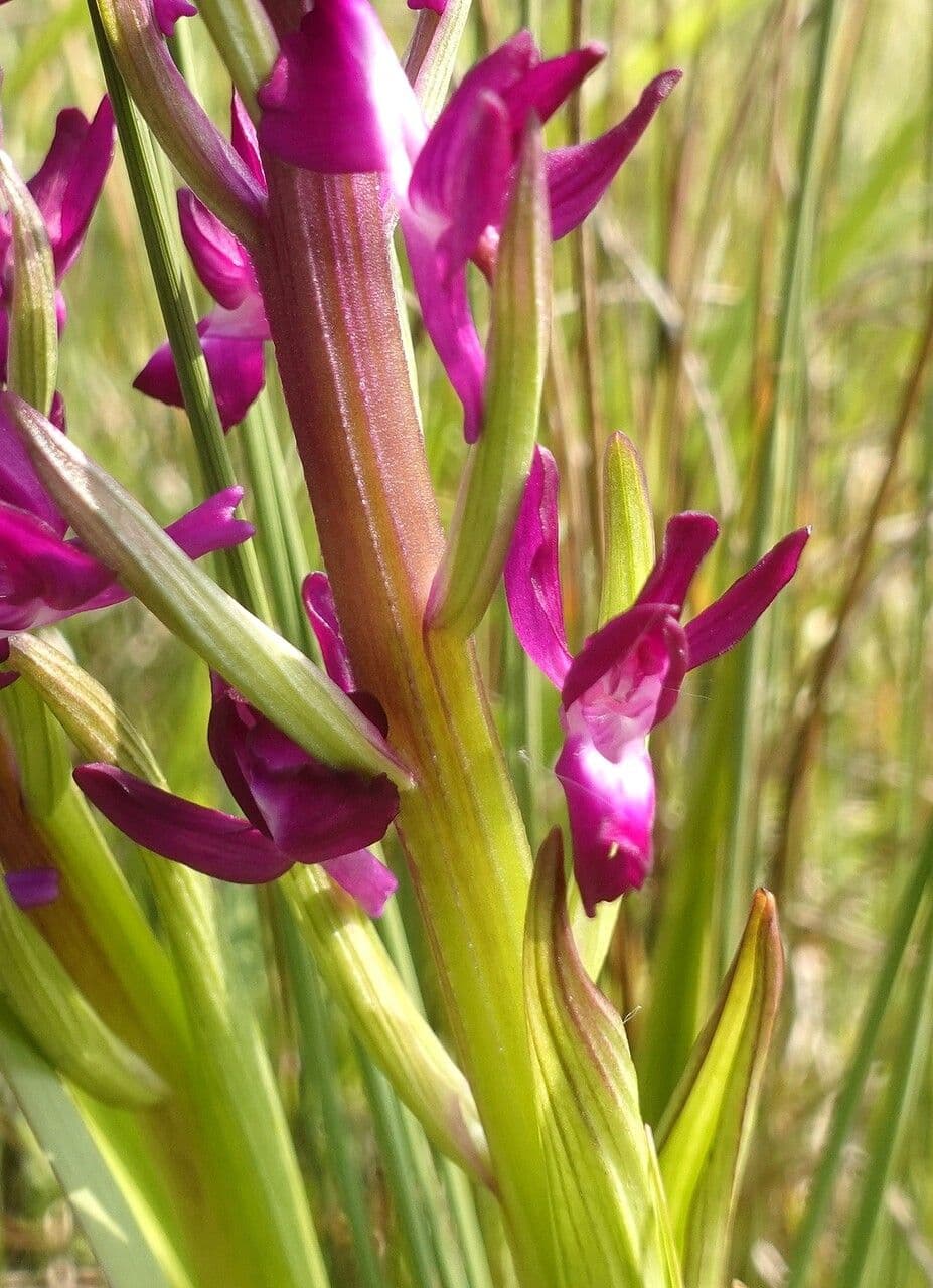 Orchide di palude 19