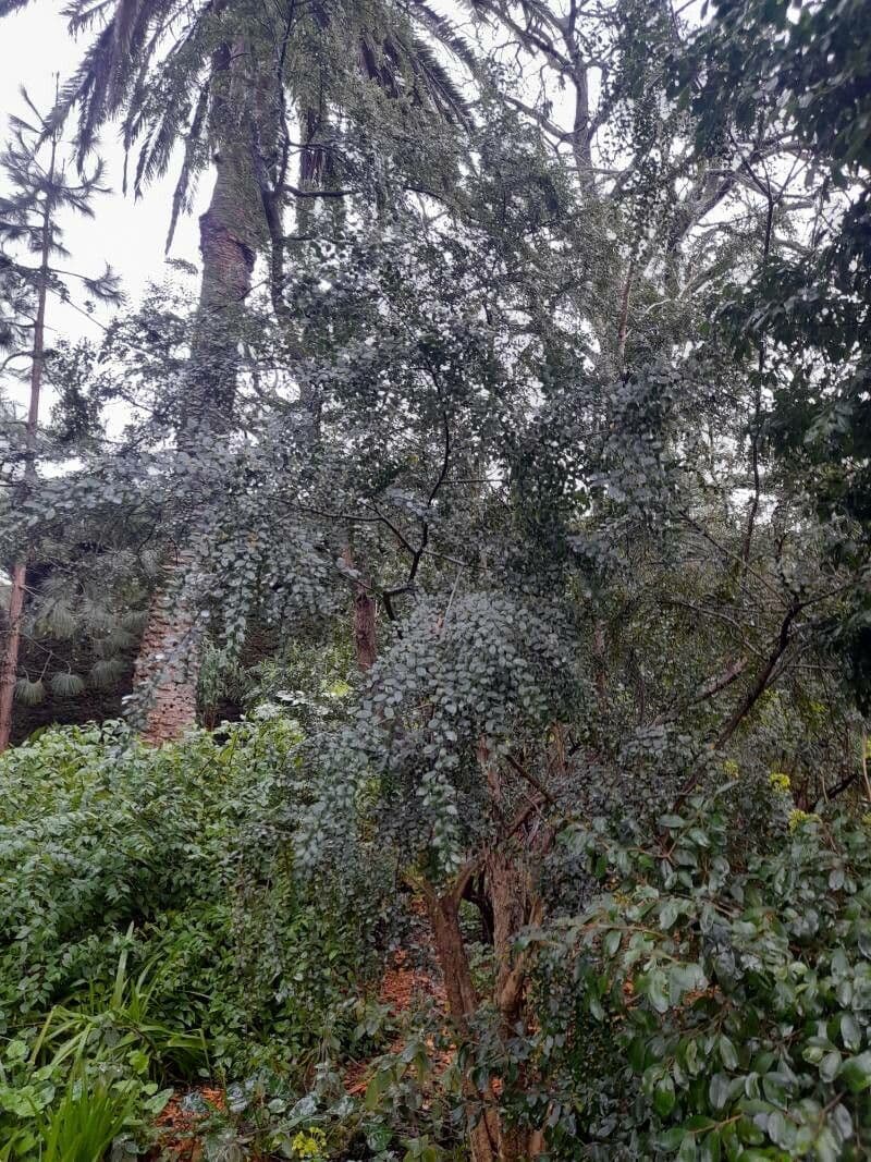 Azara microphylla 5