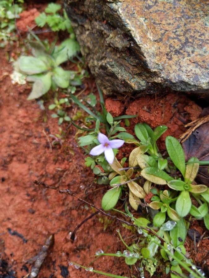 Houstonia minuta 4