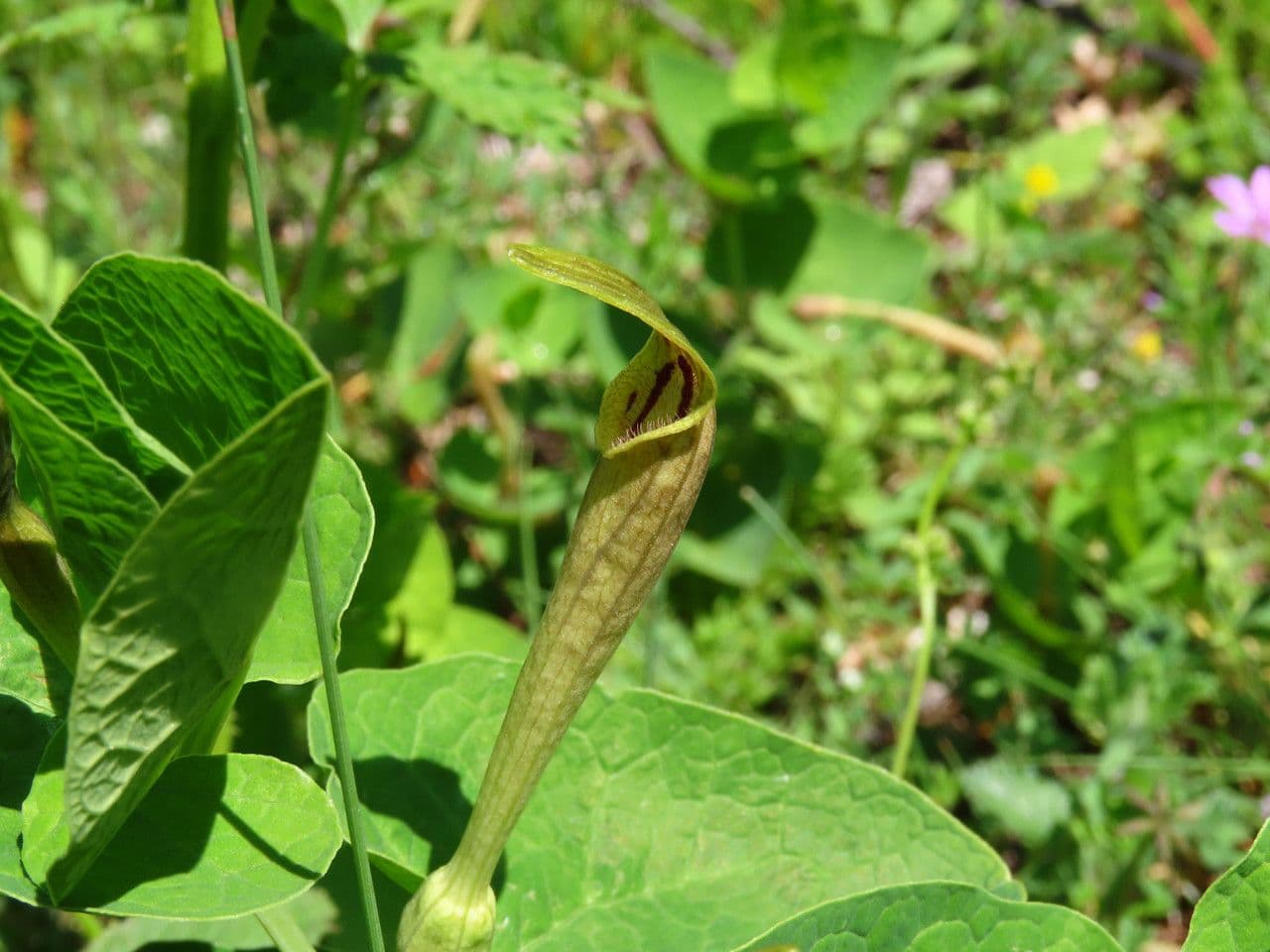 Aristolochia 3