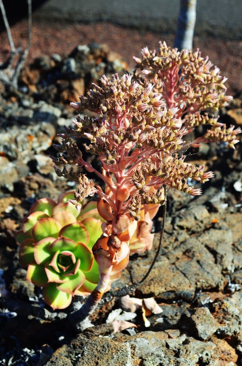 Aeonium nobile 2