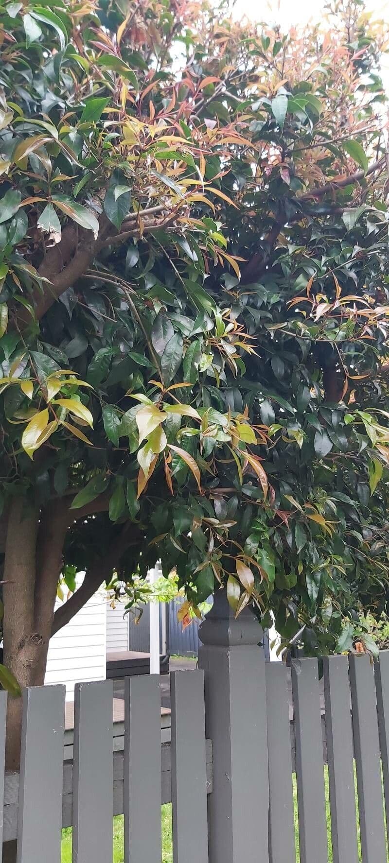 Syzygium paniculatum 26