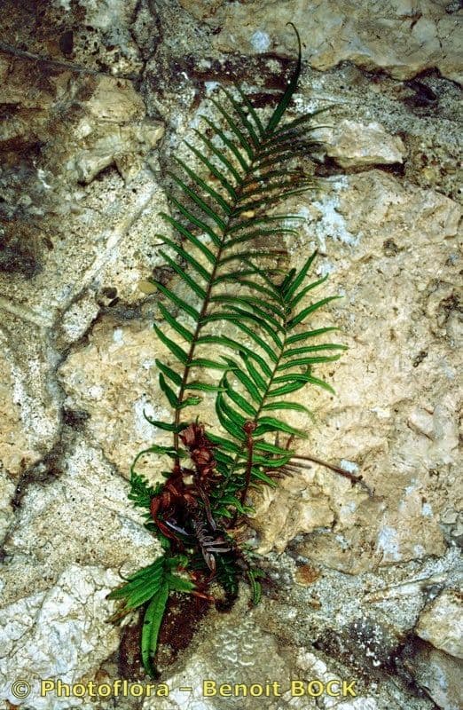 Pteris vittata 18