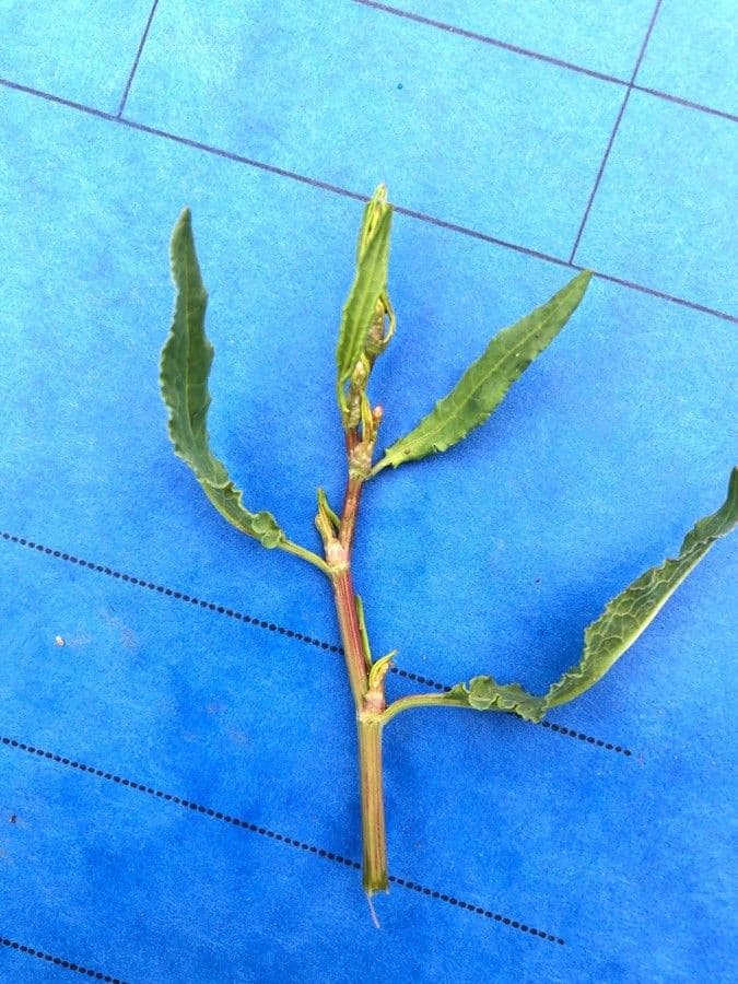 Epazote 22