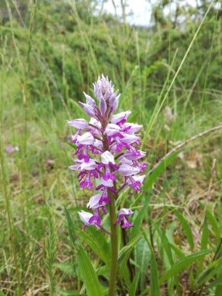 Orchidea militare 5