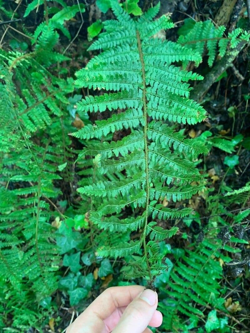 Borstiger Schildfarn 8