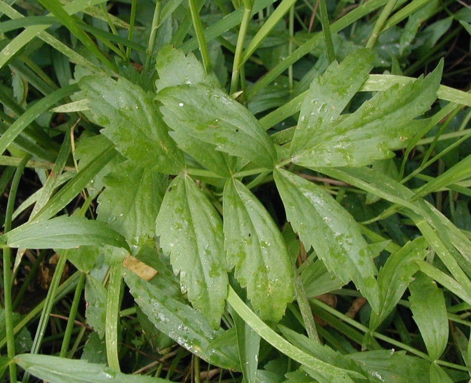 Oxypolis 6
