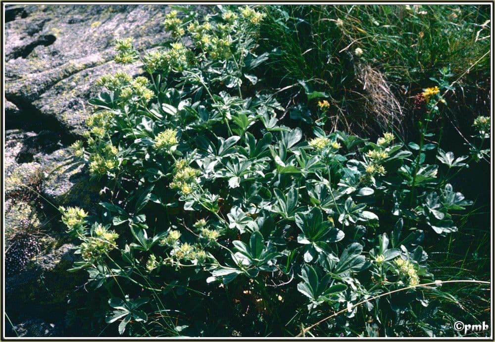 Potentilla valderiana 11