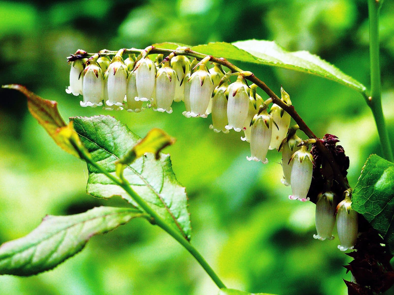 Eubotrys racemosa