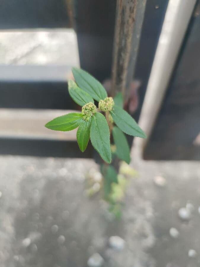 Alternanthera sessilis 7