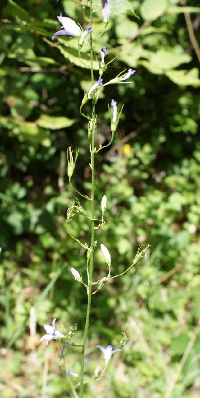 Campanula diffusa 26