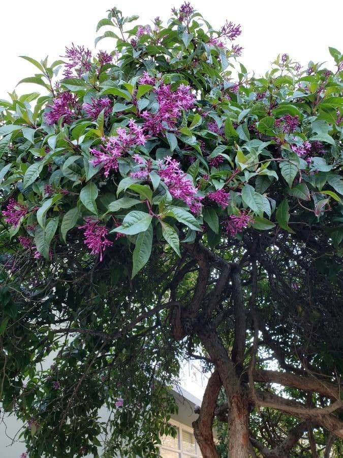 Fuchzia 16