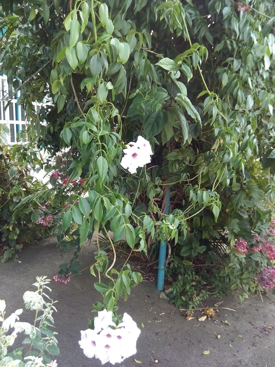 Pandorée 12