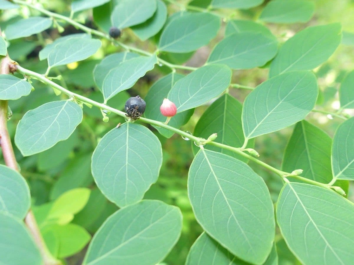 Breynia vitis-idaea 2