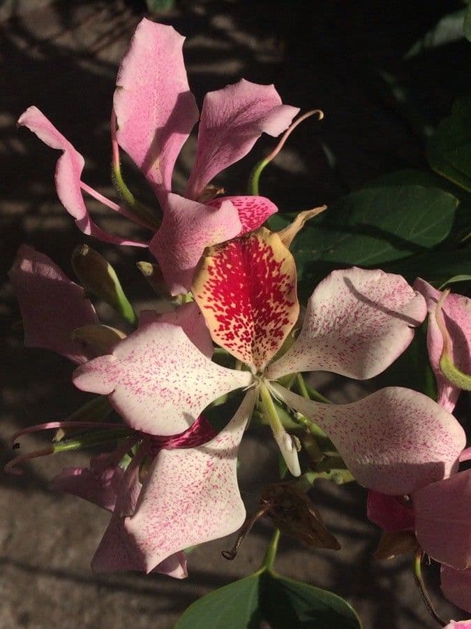 Einblättrige Purpurblume 9