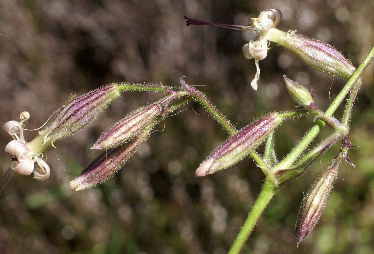 Silene nutante 30