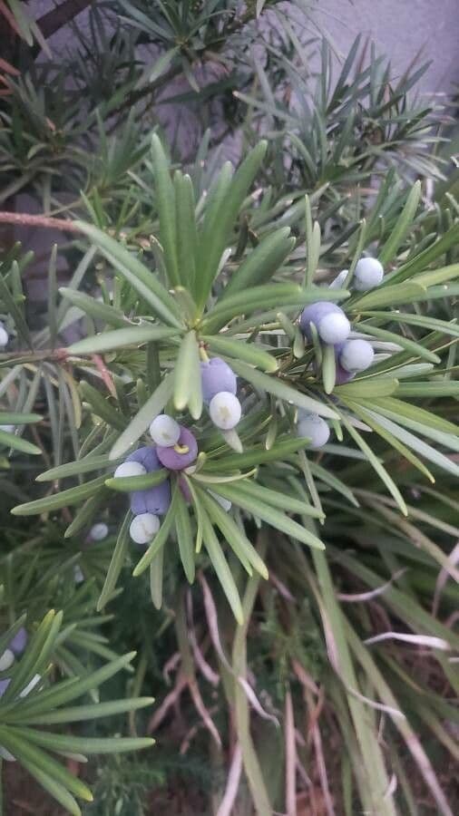 Podocarpus macrophyllus 4