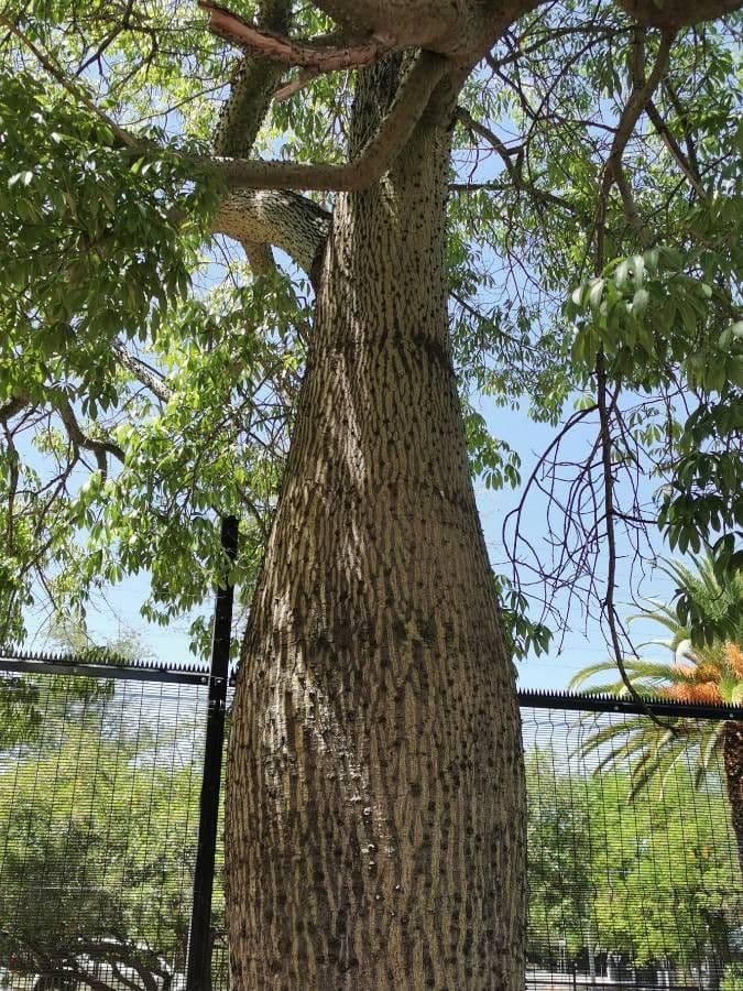 Ceiba speciosa 14