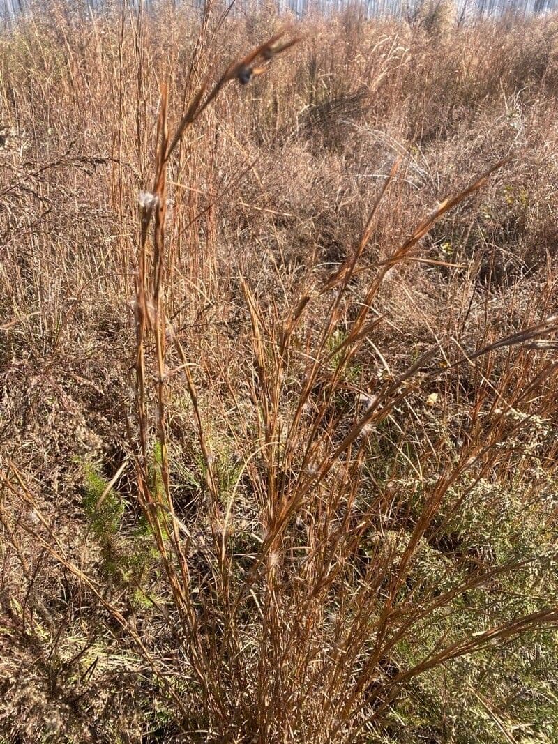 Erba della prateria 8