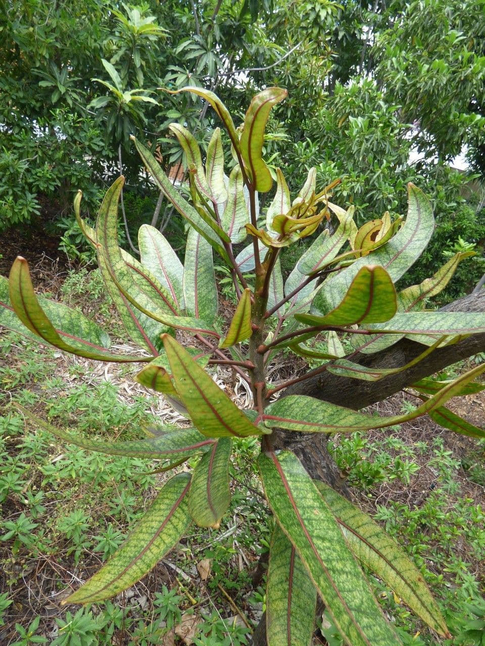 Polyscias 13